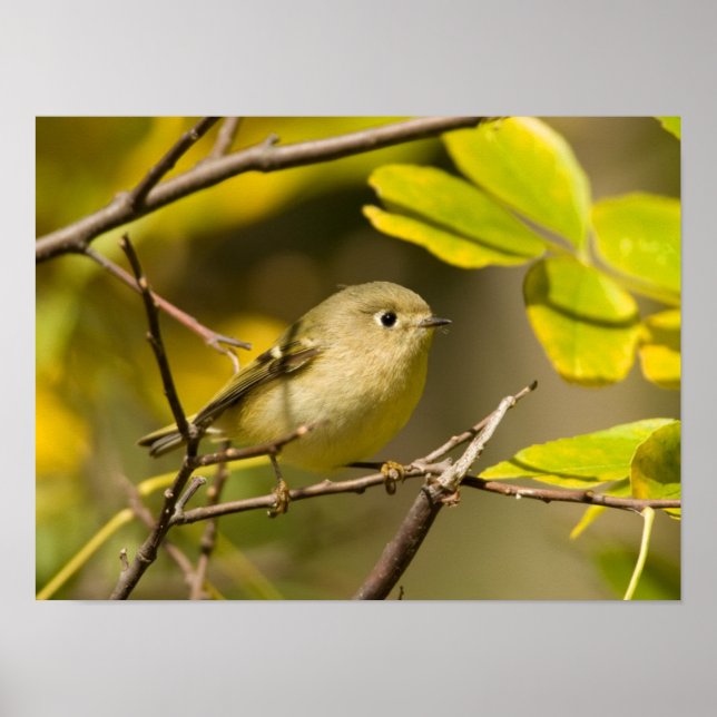 Ruby-kronad Kinglet Poster (Framsidan)