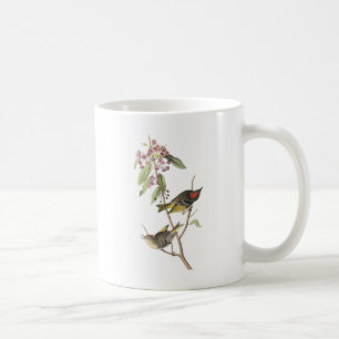 Ruby-krönad Kinglet vid Audubon Kaffemugg
