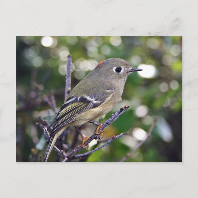 Ruby-kronad Kinglet Vykort (Framsida)