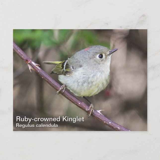 Ruby-kronad Kinglet Vykort (Framsida)