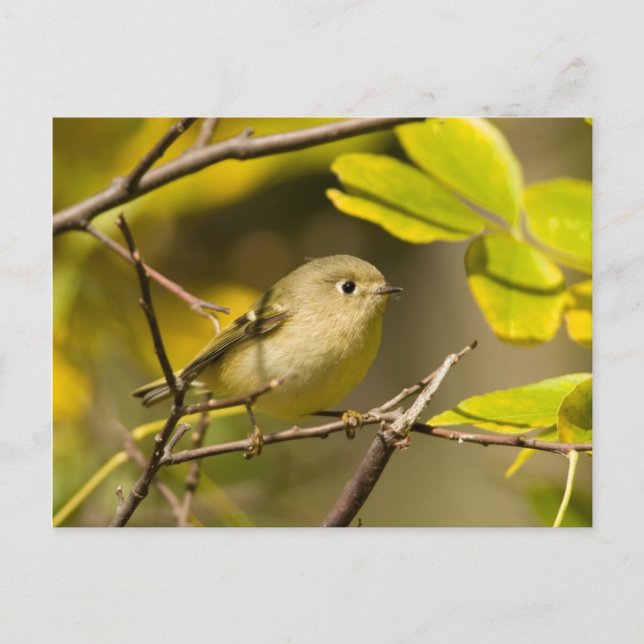 Ruby-kronad Kinglet Vykort (Framsida)