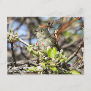 Ruby-kronad Kinglet Vykort