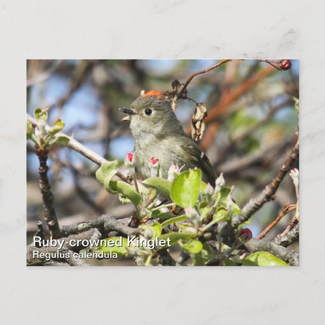 Ruby-kronad Kinglet Vykort (Framsida)
