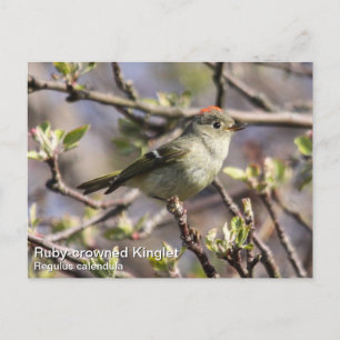 Ruby-kronad Kinglet Vykort