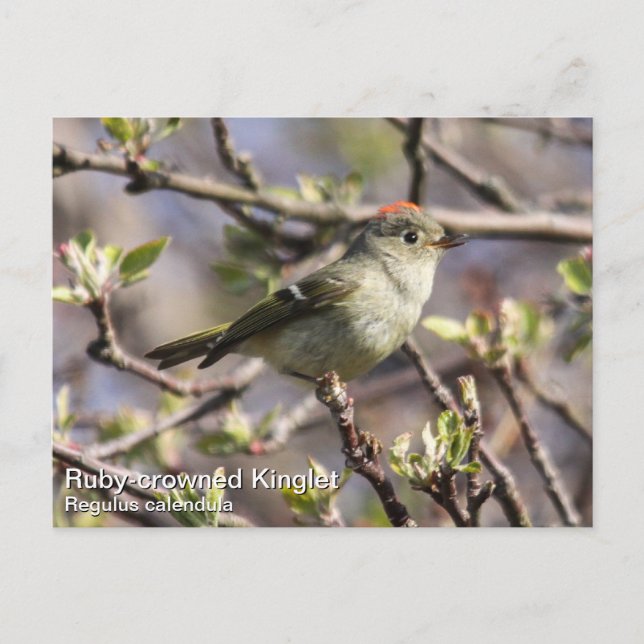 Ruby-kronad Kinglet Vykort (Framsida)