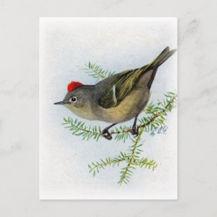 Ruby-kronad Kinglet Vykort