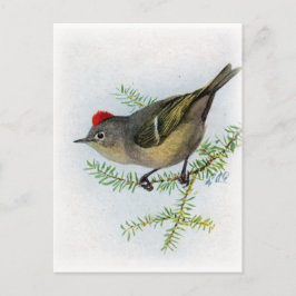 Ruby-kronad Kinglet Vykort