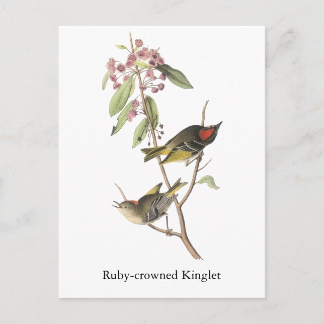 Ruby-kroned Kinglet, John Audubon Vykort (Framsida)