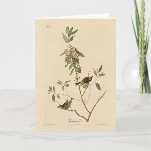 Ruby kroned Wren (Kinglet) Audubon Birds America Kort (Framsida)
