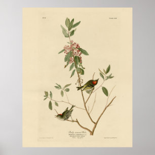 Ruby kroned Wren (Kinglet) Audubon Birds America Poster