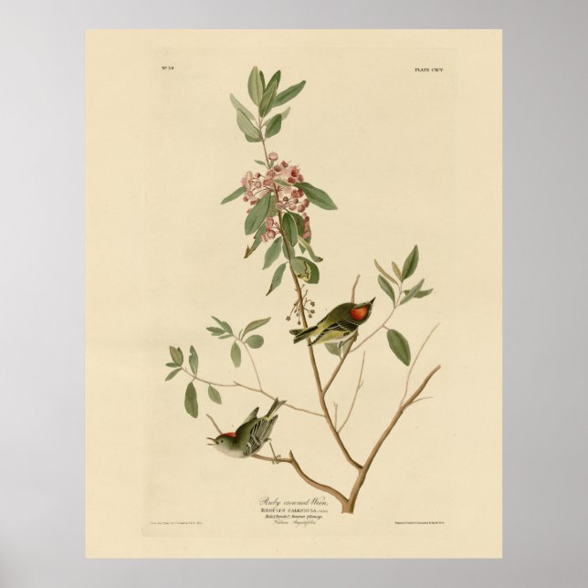 Ruby kroned Wren (Kinglet) Audubon Birds America Poster (Framsidan)