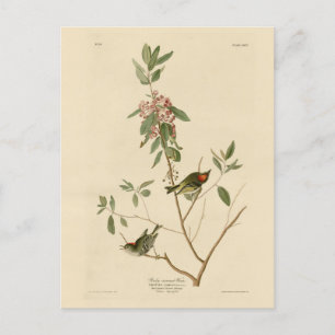 Ruby kroned Wren (Kinglet) Audubon Birds America Vykort