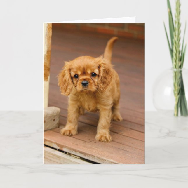 Ruby på porch.jpg kort (Framsida)