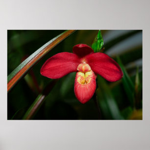 Ruby Red Dam Slipper Orchid Orchid Poster