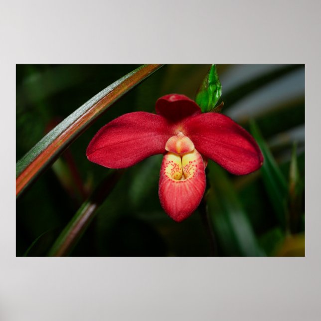 Ruby Red Dam Slipper Orchid Orchid Poster (Framsidan)