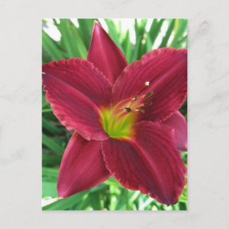 Ruby Red Daylily Postcard Vykort
