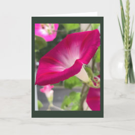 Ruby Red Morning Glory Blank Kort