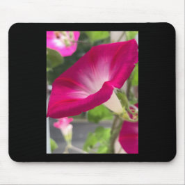 Ruby Red Morning Glory Mousepad Musmatta