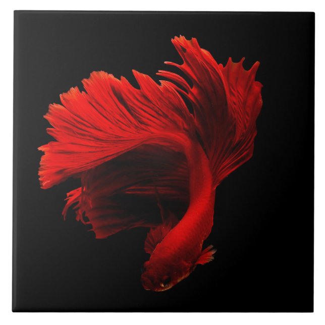 Ruby Red Siamese Fighting Fish Kakelplatta (Framsidan)