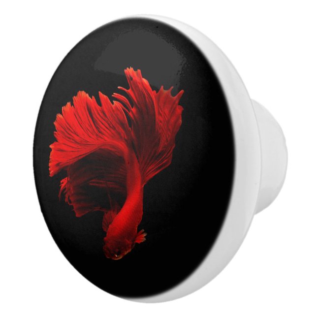 Ruby Red Siamese Fighting Fish Knopp (Höger)