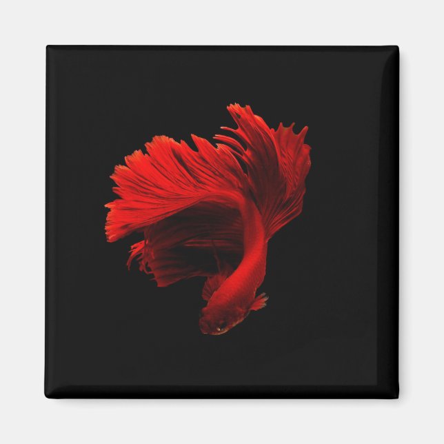 Ruby Red Siamese Fighting Fish Magnet (Framsidan)