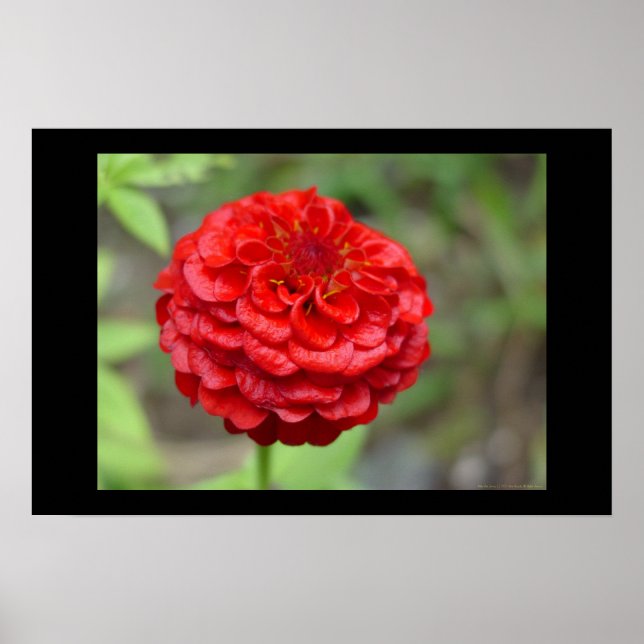 Ruby Red Zinnia Poster (Framsidan)
