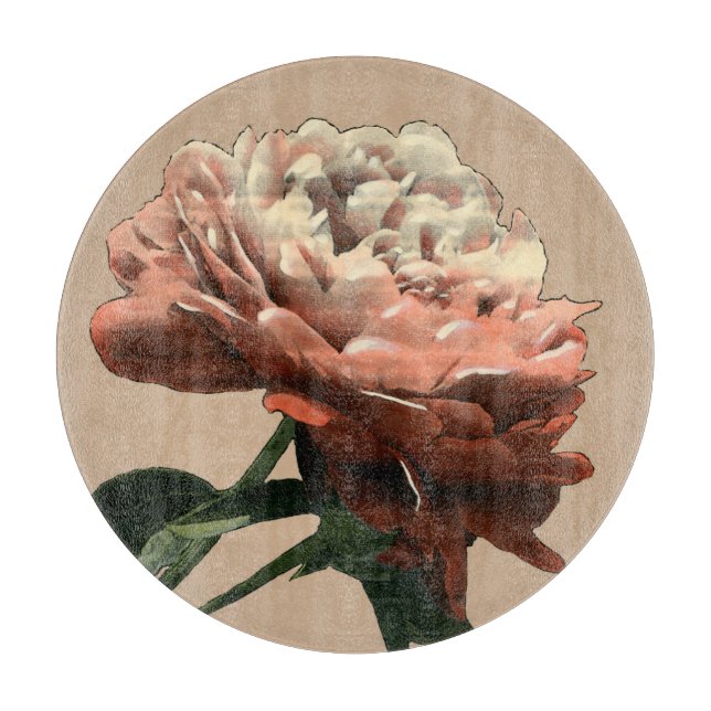 Ruby Röd ros med vita accenter (Framsidan)