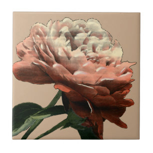 Ruby Röd ros med vita accenter Kakelplatta