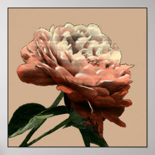 Ruby Röd ros med vita accenter Poster