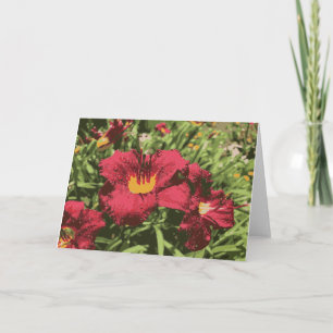 Ruby Spider Daylily Blöt Flowers Lily Red Gult Kort