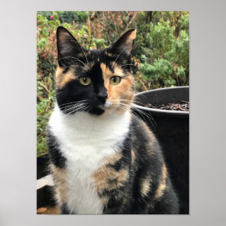 Ruby The Big Kitten, åldras 20 månader Poster
