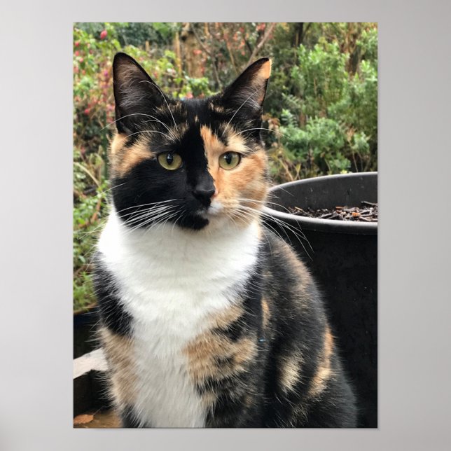 Ruby The Big Kitten, åldras 20 månader Poster (Framsidan)