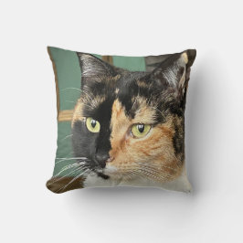 Ruby the Six year old Tortie and White Kudde