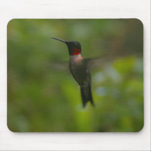 Ruby Throat Hummingbird Musmatta