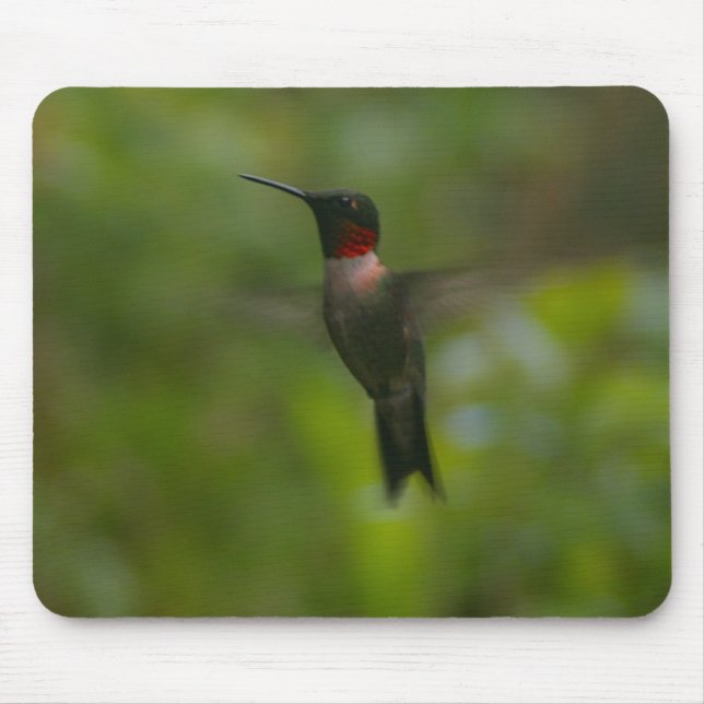 Ruby Throat Hummingbird Musmatta (Framsidan)