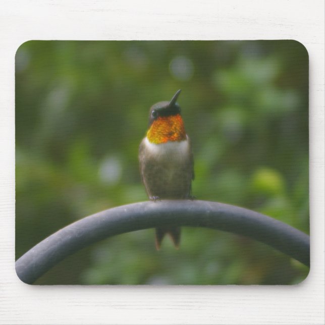 Ruby Throat Hummingbird Musmatta (Framsidan)
