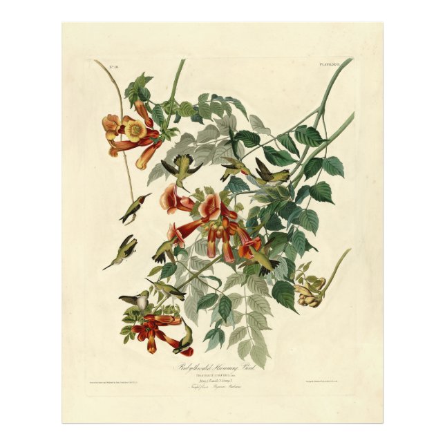 Ruby-throated Humming Bird, Audubon Birds America Fototryck (Framsidan)