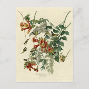 Ruby-throated Humming Bird, Audubon Birds America Vykort