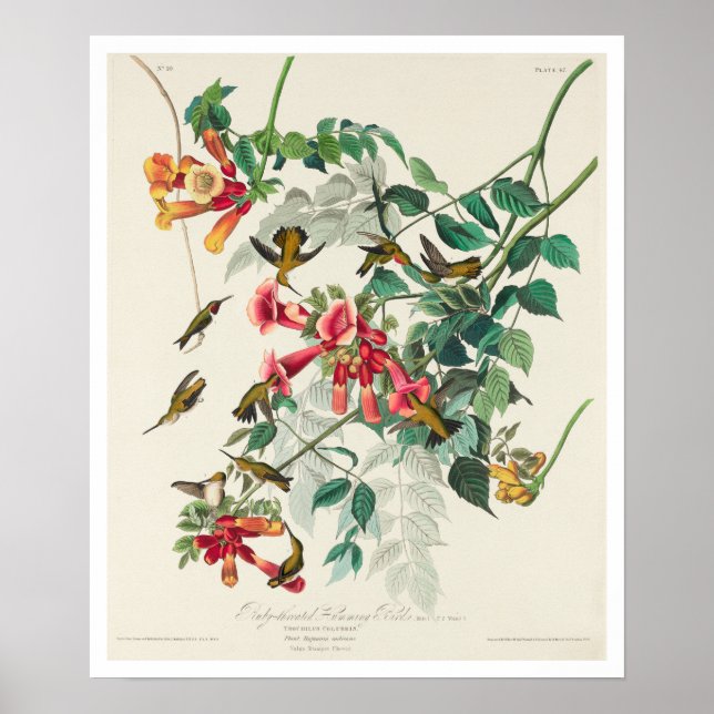 Ruby-throated Humming Bird by Audubon Poster (Framsidan)