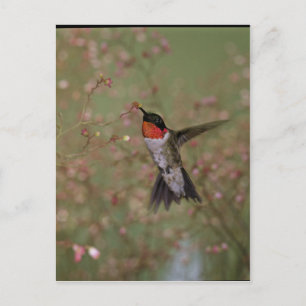 Ruby Throated Humming Bird Vykort