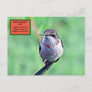 Ruby Throated Hummingbird 00Postcard Vykort