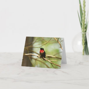 Ruby-throated Hummingbird #4 - Tomt anteckningskor Tack Kort