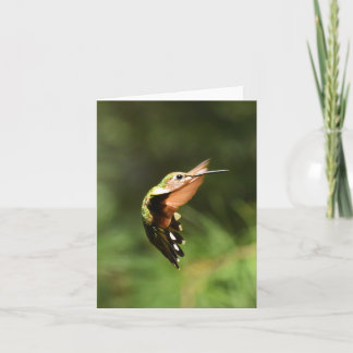 Ruby-throated Hummingbird #5 - Tomt anteckningskor Kort