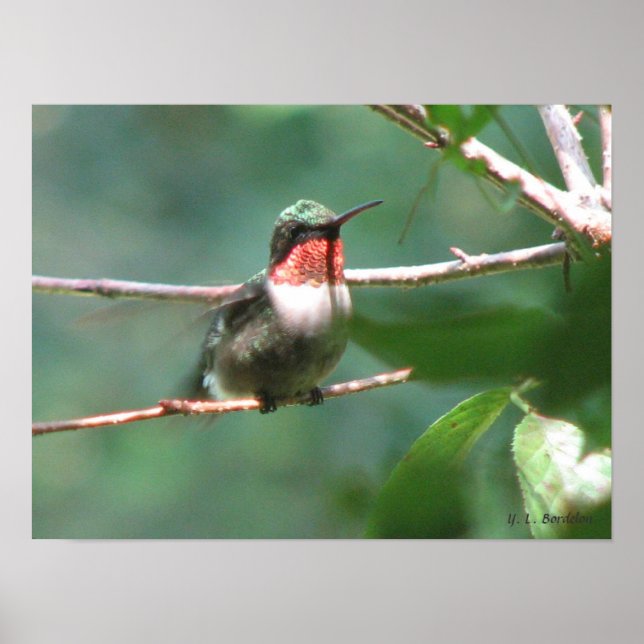 Ruby-throated Hummingbird after Chase Poster (Framsidan)