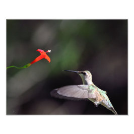 Ruby-throated hummingbird and cardinal climate fototryck