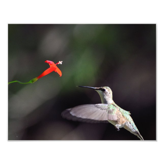 Ruby-throated hummingbird and cardinal climate fototryck (Framsidan)