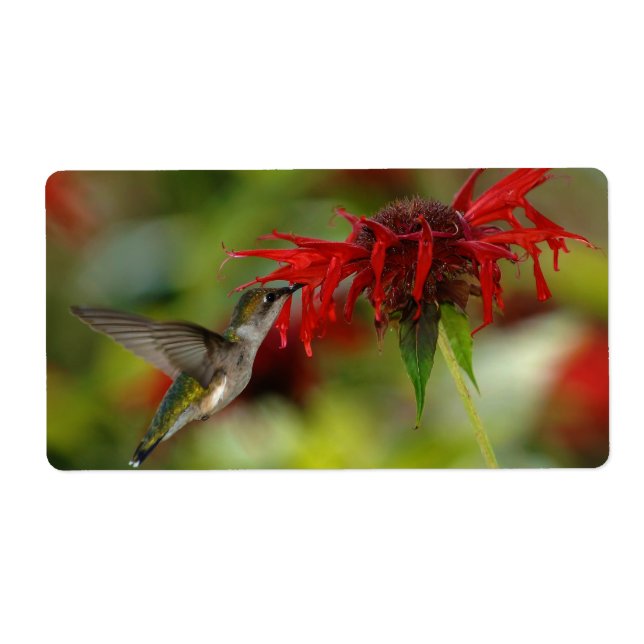 Ruby-Throated Hummingbird Archilochus Colubris Fraktsedel (Framsidan)