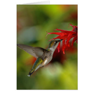 Ruby-Throated Hummingbird Archilochus Colubris Hälsningskort