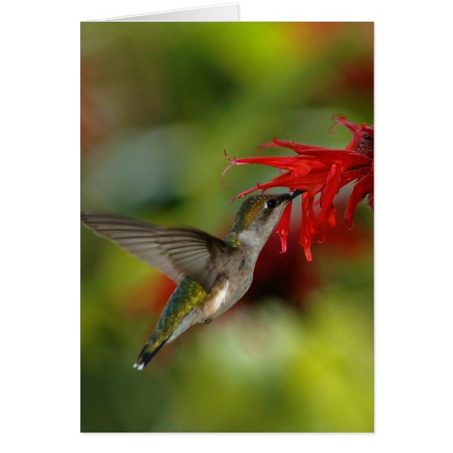 Ruby-Throated Hummingbird Archilochus Colubris Hälsningskort (Framsidan)