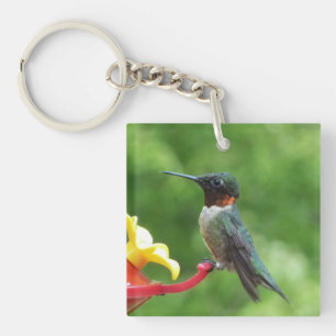 Ruby-Throated Hummingbird Bird Photography